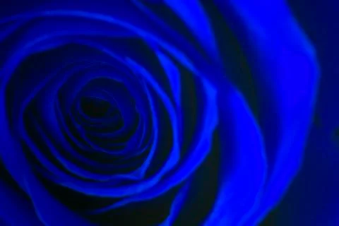 A Macro View of the Center of a Rose Stock Photos