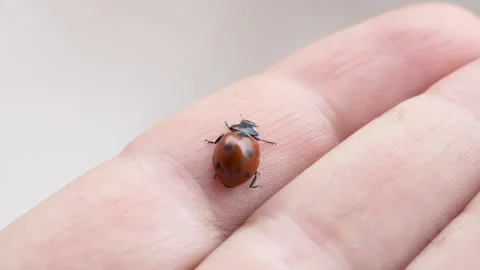 Macro view of child hand holding ladybug under soft daylight. Close view of Video stock 327865776