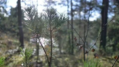 Macro view of the Christmas tree in the forest of the Ladoga Skerries Reserve Stock Footage 222071908
