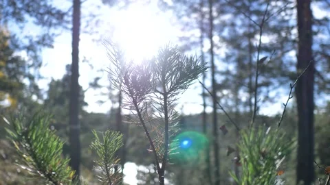Macro view of the Christmas tree in the forest of the Ladoga Skerries Reserve Stock Footage 222072043
