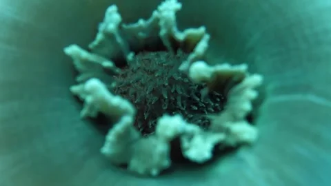 Macro view into a closed large elephant ear (Amplexidiscus fenestrafer) with Stock Footage 336032328