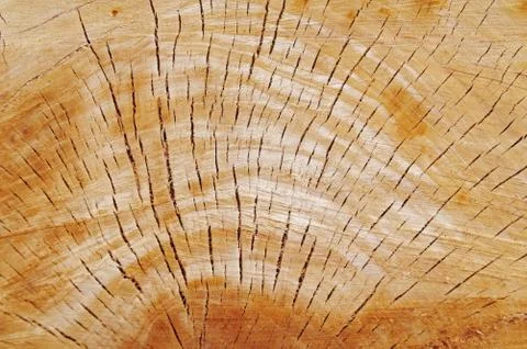 Macro view of a closeup of a large stump Stock Photos