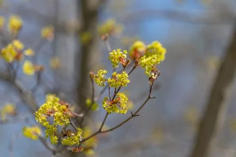 Macro view of clustered yellow buds, sharp center focus with blurred trunks p Stock Photos