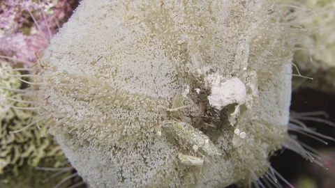 Macro View of Collector Urchin Spines and Debris Video stock 333596965