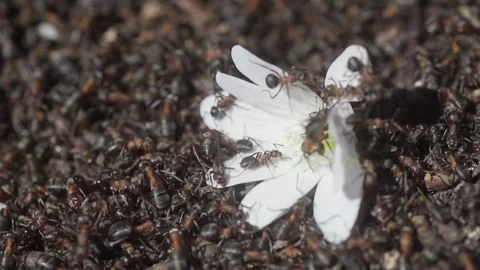 Macro view of a colony of Thatching Ants on nest in forest as they forage Stock Footage 130495805