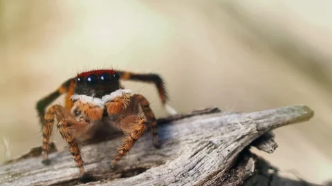 Macro view of a colorful jumping spider cleaning its mouth Stock Footage 334828886