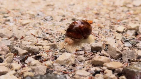 Macro view of a common garden snail with a brown shell moving slowly across a Stock Footage 337123076