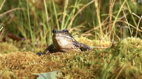A macro view of a common toad on the grass Stock Photos