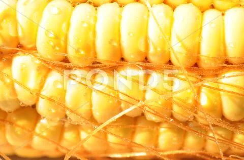 Macro view of corn cob Stock Photos