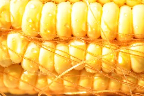 Macro view of corn cob Stock Photos