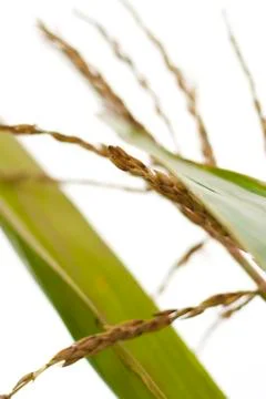 Macro view of the corn flower and its long green leaves Stock Photos