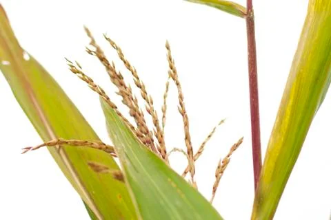 Macro view of the corn flower and its long green leaves Stock Photos