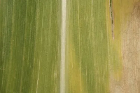 Macro view of corn leaf texture showing chlorosis. Agricultural crop health.. 스톡 사진