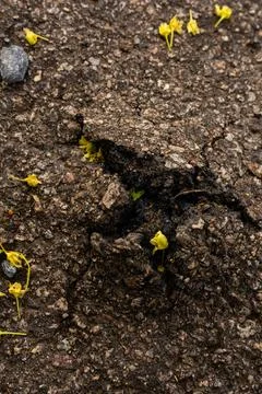 Macro view of cracked asphalt with small yellow flowers and rough texture - Stock Photos
