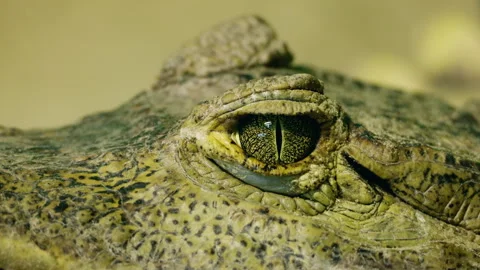 Macro view of a crocodile eye mid-blink Stock Video Pond5