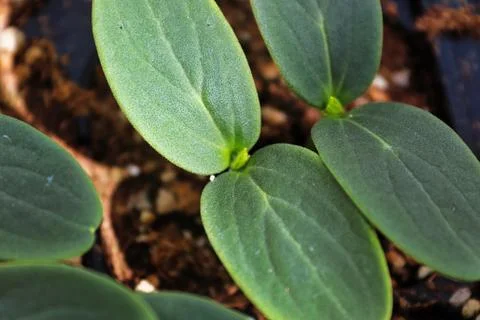 Macro view of cucumber seedlings getting their true leaves Stock Photos