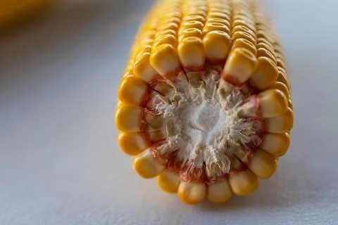 Macro View of the Cut Cross-Section of Fresh Yellow Corn on the Cob Stock Photos