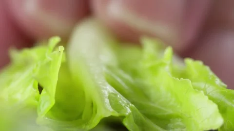 Macro View of Cutting Fresh Green Lettuce for Healthy Salad Preparation Stock Footage 328647466