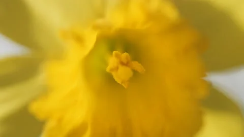 A macro view of Daffodil’s stigma. Stock Footage 171432331