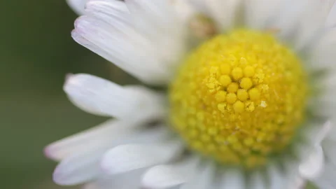 Macro view of daisy flower. Spring or botanical concept Stock Footage 149843703