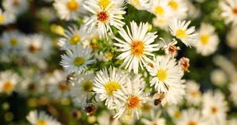 Macro view daisy white flower moving collecting  pollen two bees Stock Footage 96704403