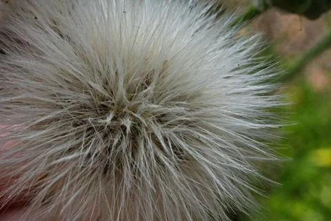 Macro view of Dandelion seed head. Stock Photos