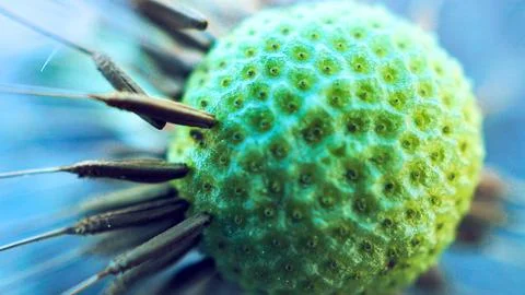 Macro view of a dandelion seed head with delicate parachutes Stock Photos