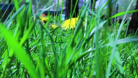 Macro view of dandelions among tall green blades Video stock 318076054