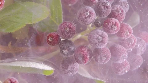 Macro view of dark chokeberry cluster drifting in clear liquid with tiny bubbles 動画素材 339768143