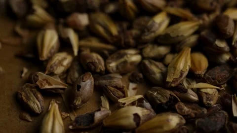 Macro view of dark roasted barley malt grain texture Stock Footage 328086090