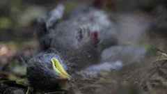 Dead animals hit by car dead bird close ... | Stock Video | Pond5