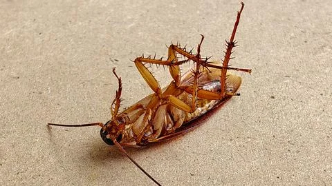 Macro View of Dead Cockroach Lying on its Back on Brown Surface Stock Photos