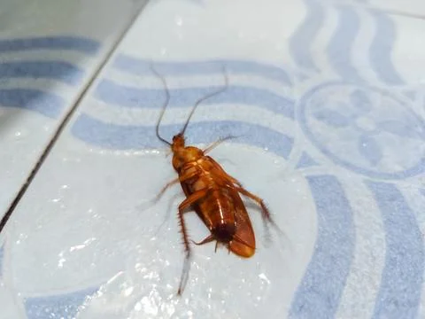 Macro View of a Dead Cockroach Lying on Its Back on a Tiled Bathroom Floor Stock Photos