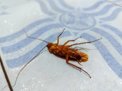 Macro View of a Dead Cockroach Lying on Its Back on a Tiled Bathroom Floor Stock Photos