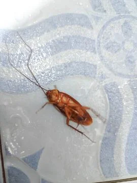 Macro View of a Dead Cockroach Lying on Its Back on a Tiled Bathroom Floor Stock Photos