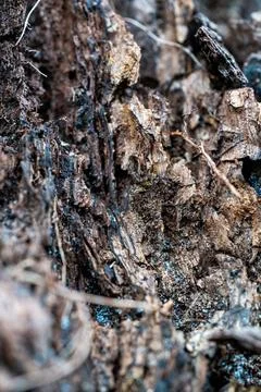 Macro View of Decaying Tree Bark with Blue Lichen Stock Photos