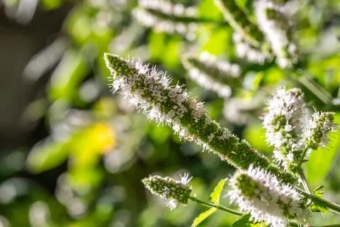Macro view of delicate blooming white mint flowers in a garden Foto stock