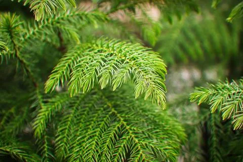 Macro view of delicate branches on a norfolk pine Stock Photos