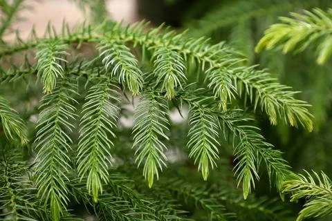 Macro view of delicate branches on a norfolk pine Stock Photos