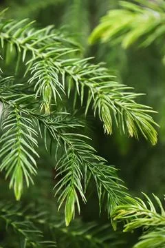 Macro view of delicate branches on a norfolk pine Stock Photos