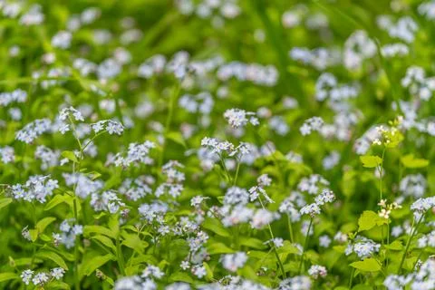 Macro view delicate forgetmenot texture, tight clusters of small blue flowers Stock Photos