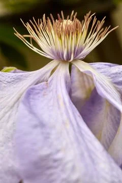 Macro View Of Delicate Purple Clematis Flower Stock Photos