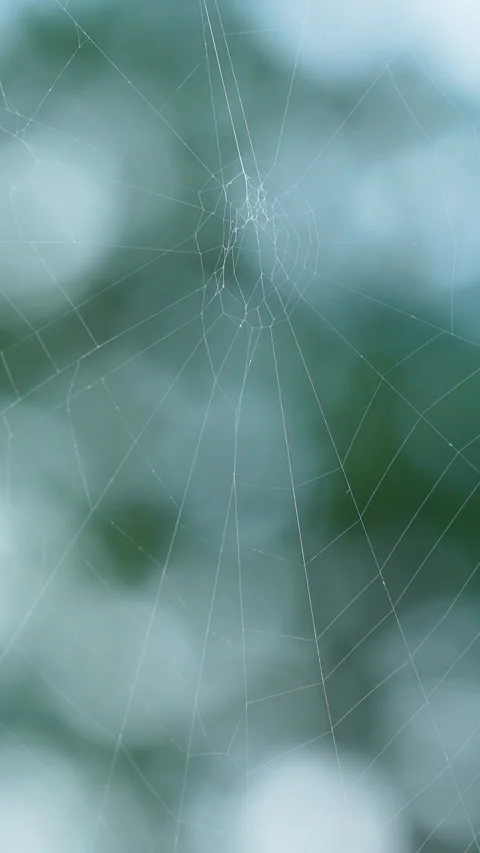 Macro View Of Delicate Spider Web Against Soft Green Forest Blur Stock Footage 345875701
