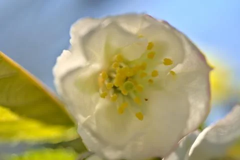 Macro view of delicate spring white cherry (Prunus Shogetsu Oku Miyako) blossoms Stock Photos