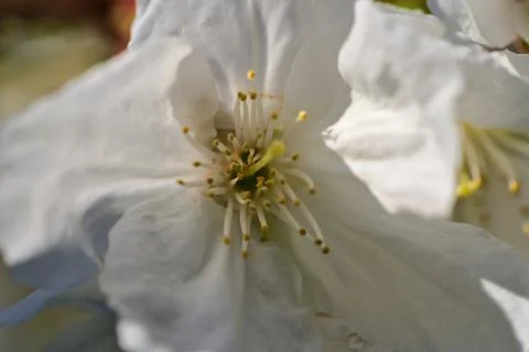 Macro view of delicate spring white cherry (Prunus Shogetsu Oku Miyako) blossoms Stock Photos