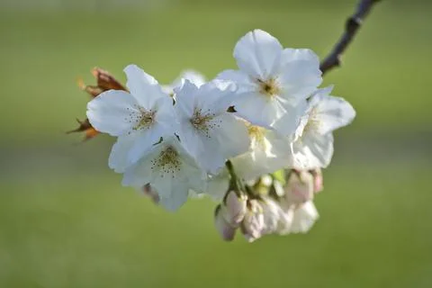 Macro view of delicate spring white cherry (Prunus Shogetsu Oku Miyako) blossoms Stock Photos