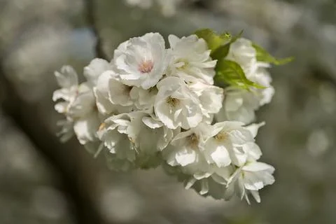 Macro view of delicate spring white cherry (Prunus Shogetsu Oku Miyako) blossoms Stock Photos