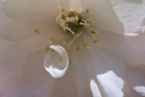 Macro view of delicate spring white cherry (Prunus Shogetsu Oku Miyako) blossom Stock Photos