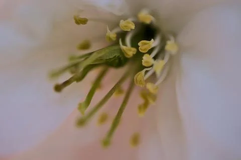 Macro view of delicate spring white cherry (Prunus Shogetsu Oku Miyako) blossom Stock Photos