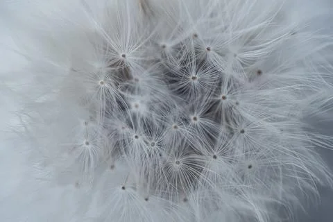 Macro view of delicate white dandelion seed parachutes. Stock Photos